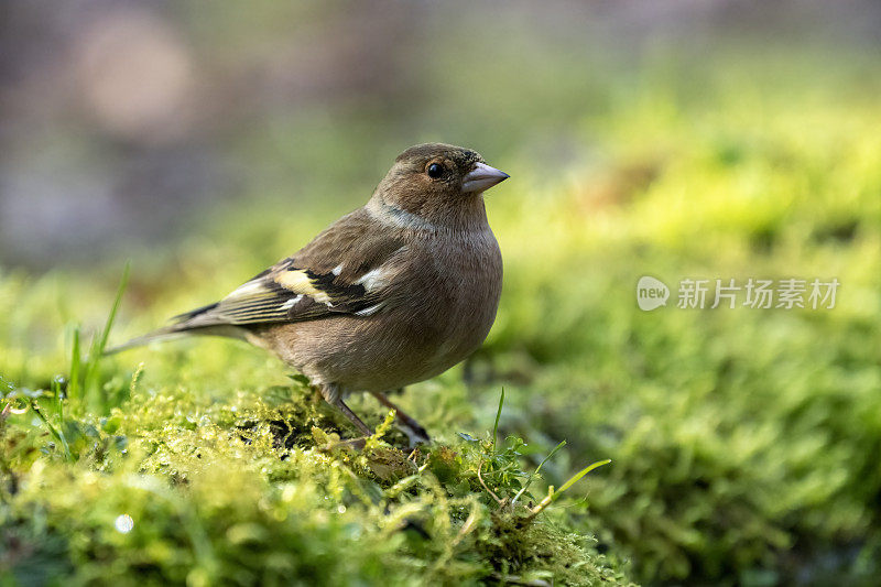 苍头燕雀(Fringilla coelebs)